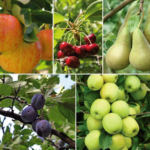 Potted mini fruit tree - mini,