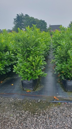 Laurel instant hedging - instant,
