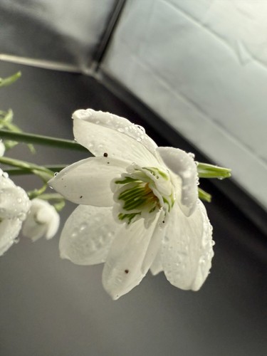 Galanthus godfrey owen - galanthus,