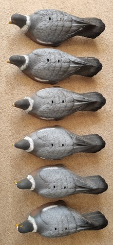 Decoy pigeons pack larger - pigeons,