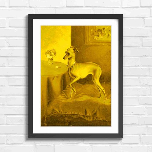 Grey italian greyhound red - grey, on