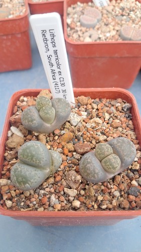Lithops terricolor c130 - ex,