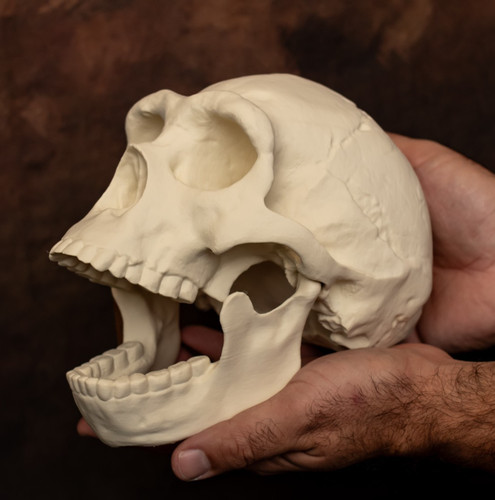 Homo erectus skull replica - skull,