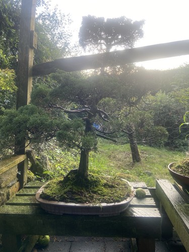 Juniperus juniper bonsai - juniper,