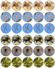 Spiders Cupcake Toppers Edible Icing Wafer Decor Birthday Party Bug Insect Scary
