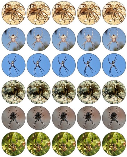 Spiders cupcake toppers edible - spiders,