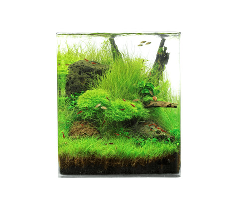 Natureholic crystal clear cube - crystal,