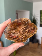 Petrified / Fossilised Wood