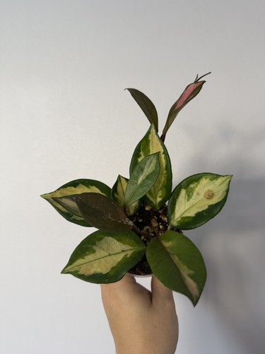 Hoya carnosa tricolour - hoya,