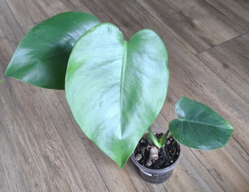 Monstera deliciosa swiss - /,