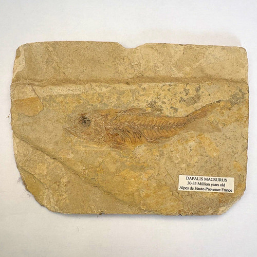 Dapalis macrurus fish fossil - dapalis,