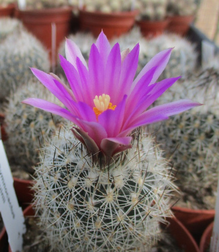 Gymnocactus bequinii - gymnocactus,