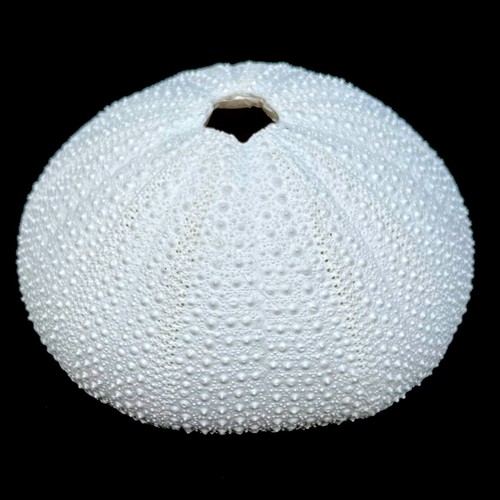 Resin white sea - ,