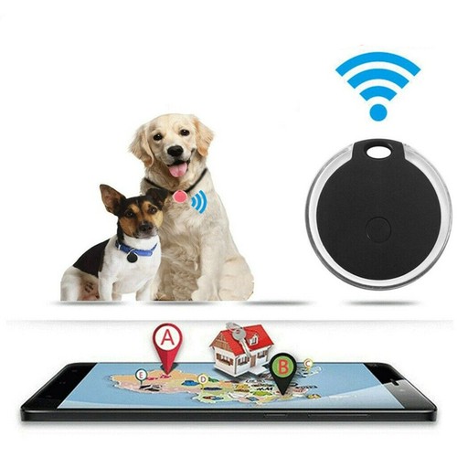 Pet dog cat - dog,