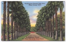 St. Augustine FL Washingtonia