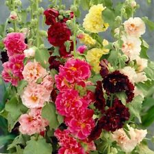 Hollyhock, Chaters Double Mix