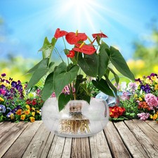  Succulent Pots Glass Fish Bowl Round Planters for Outdoor Plants