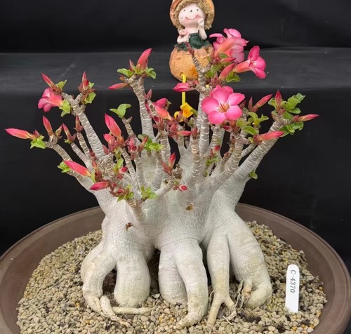 Adenium obesum wysiwyg - adenium,