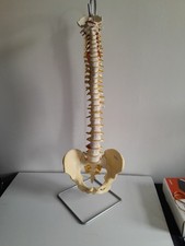 Anatomical Skeleton Model Life-Size Showing Spinal Chord