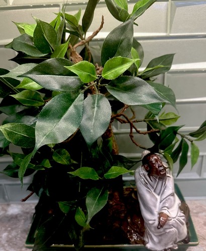 Faux weeping fig ficus - weeping, bonsai