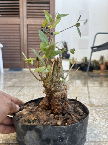 Phillirea plant yamadori - plant.,