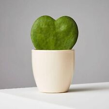 Hoya kerrii Houseplant in 7cm Pot - Sweetheart Hoya Heart Leaf Evergreen Plant
