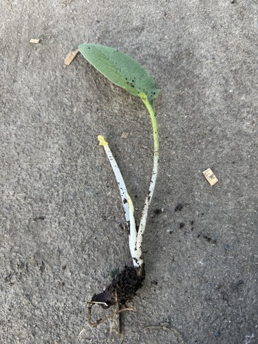 Comfrey roots crown - 3, x