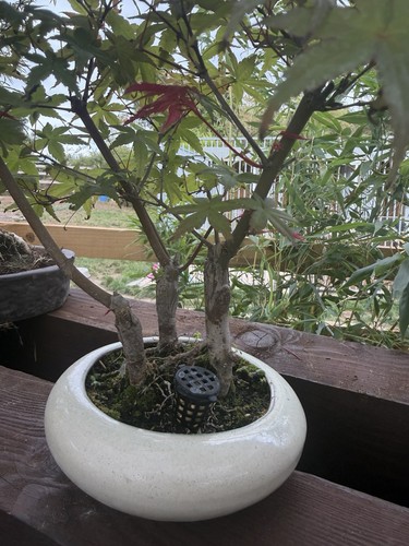 Japanese maple bonsai tree - maple,