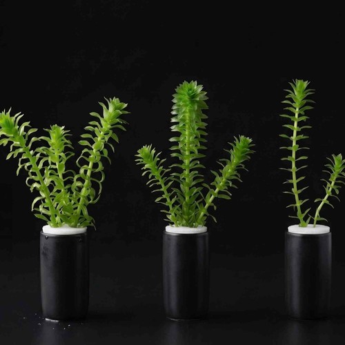 Egeria densa mini pots - densa,
