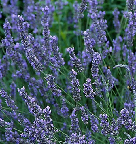Lavender intermedia grosso - lavender,