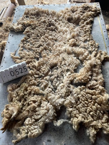 Norfolk horn raw - norfolk, unwashed