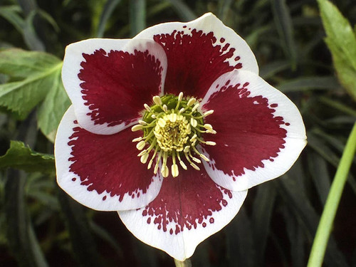 Hellebore orientalis - ,