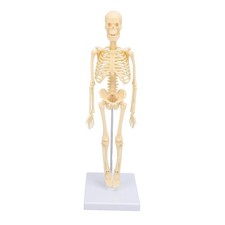 _Human Skeleton Model