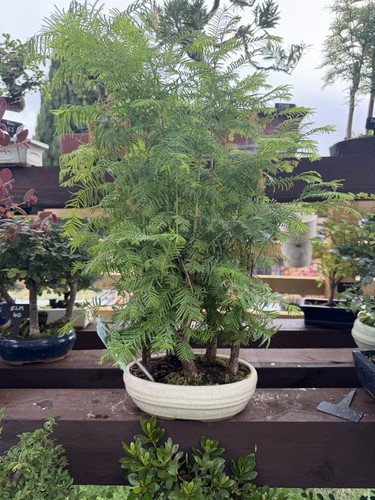 Redwood bonsai forest - bonsai,