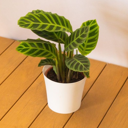 Calathea zebrina indoor house - calathea,