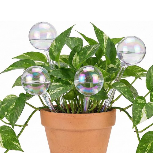 Pack plant flower watering - flower,