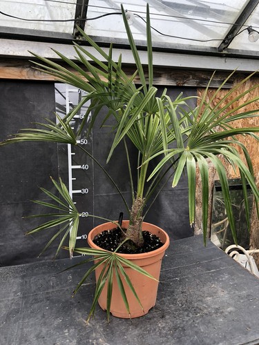 Trachycarpus wagnerianus - , x