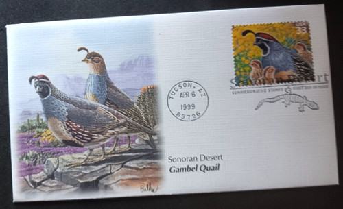 Cactus desert gambel quail - cactus,