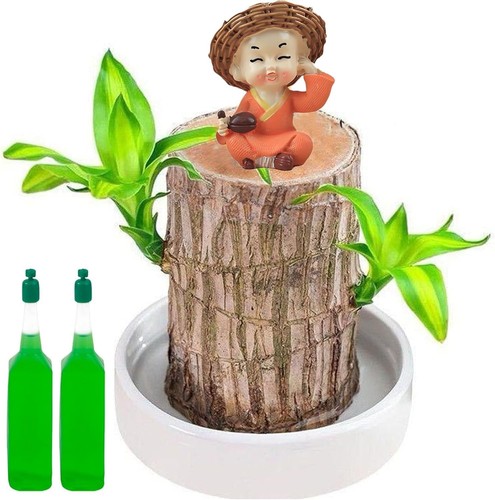 Brazilian wood plant lucky - wood, plant,