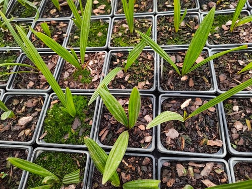 Trachycarpus takil cm pot - takil, 9