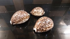 SET OF 3 NATURAL TIGER COWRIE