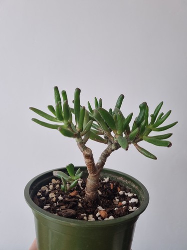 Crassula ovata druce - (mill.),