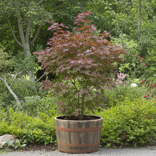 Half whisky barrel planter oak - half,