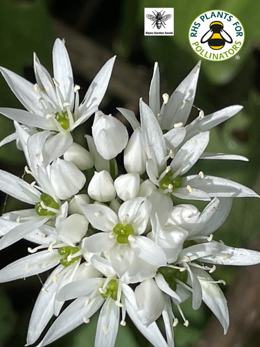 Wild garlic white native - wild,