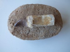 Dinosaur Tooth Replica