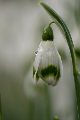 Galanthus ivington green - ivington,