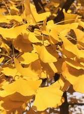GINKGO BILOBA, Maidenhair Tree, 20cm tall plant in 8 cm pot