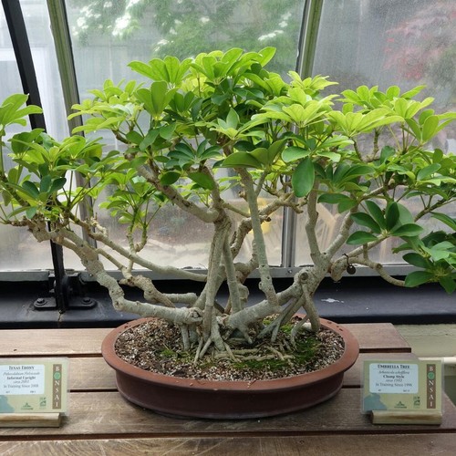 Dwarf umbrella tree plant - umbrella,