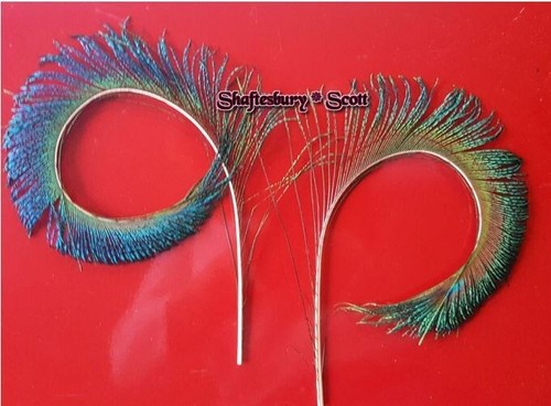 Peacock swirls feathers 3 - swirls,