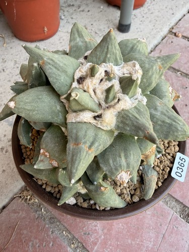 Ariocarpus retusus frumdosus - retusus,